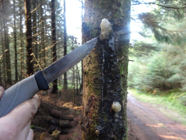 How to make pine resin glue