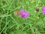 Knapp Weed and Butterfly
