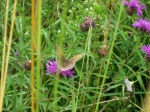 Knapp Weed and Butterfly