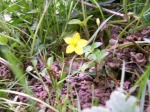 Yellow Pimpernell
