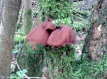Jelly ear fungus (Auricularia auricula-judae)