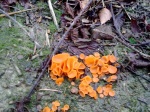 Orange peel fungus (Aleuria aurantia)