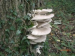 Oyster fungus ( Pleurotus ostreatus)