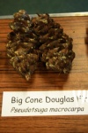 Big Cone Douglas Fir