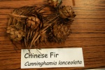 Chinese fir