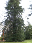 Giant Redwood