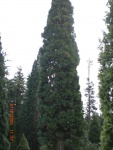 Incense Cedar