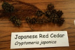 Japanese Red Cedar