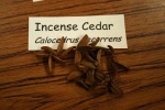 Incense Cedar