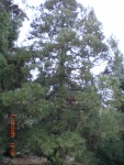 Japanese Red Cedar (2).jpg