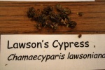 Lawson's Cypress