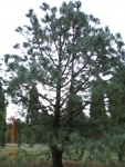 Montezuma Pine