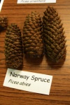 Norway Spruce