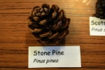 Stone Pine