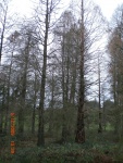 Swamp Cypress &Dawn Redwood