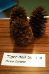 Tiger Tail Spruce
