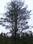 Western Himalayan Pine