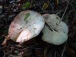 Horse mushrooms (Agaricus arvensis)