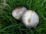 Field mushrooms (Agaricus campestris)