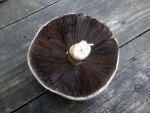 Horse mushroom (Agaricus arvensis)