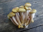 Honey fungus (Armillaria)