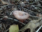 Oak bug milkcap (Lactarius quietus)