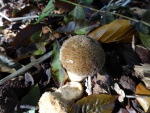 Spiney puffball (Lycoperdon echinatum)