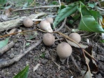 Stump puffballs (Apioperdon pyriforme)