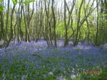 Bluebells in the spring