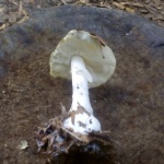 Death cap (Amanita phalloides)