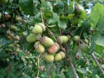 Oak acorns 