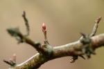 Hawthorn buds 