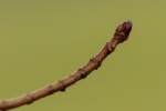 Norway maple buds 