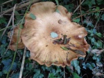 Honey fungus (Armillaria)