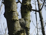 Long tailed tit nest