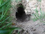 Rabbit hole