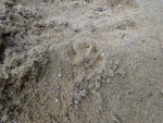Badger print in sand trap