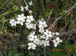 Blackthorn flower