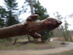 Horse Chestnut bud
